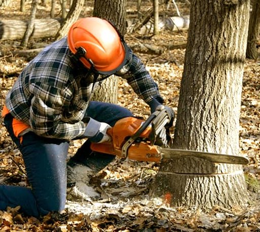 Tree Removal in Winchester, NH
